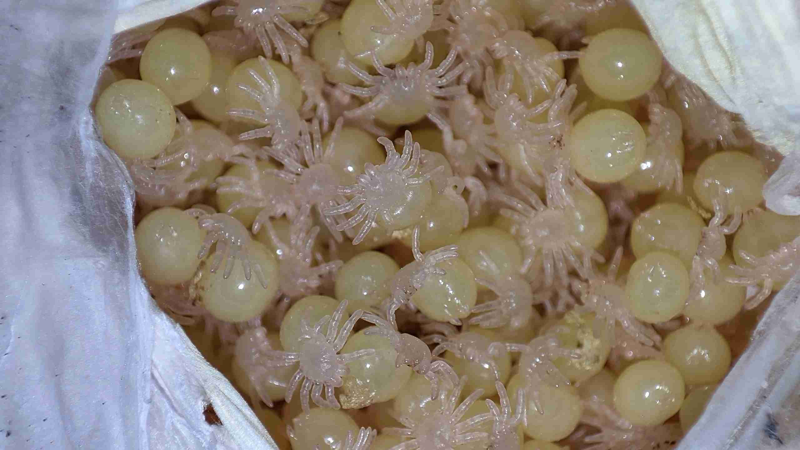 Kokon a odchov mláďat sklípkanů